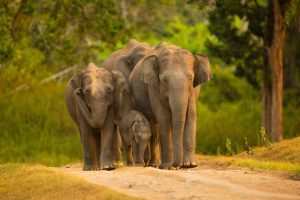 Elephant family in the Bandipur National Park Karnataka.